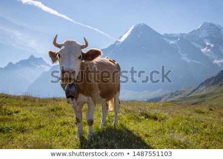 Stok fotoğraf: Alps Cowbell