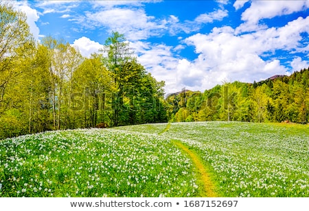 Foto stock: Summer Meadow