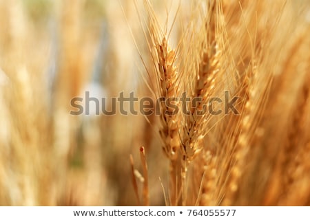 Stok fotoğraf: Golden Wheat Ears In The Field
