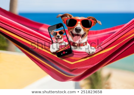 Stockfoto: Dog Selfie Hammock