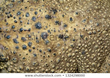 Stock photo: Toad Close Up