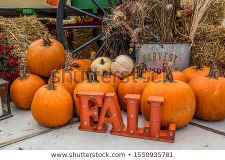 Zdjęcia stock: Artistic Colorful Arrangement Of Dried Produce