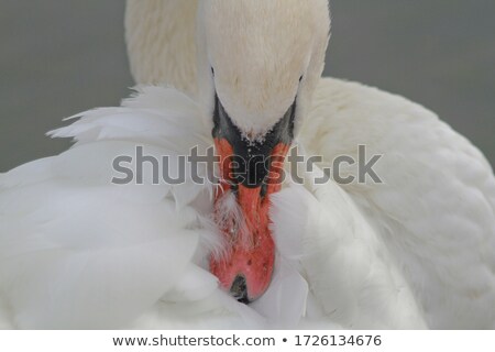 [[stock_photo]]: Composition And Symmetry