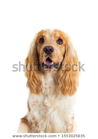 商業照片: Beautiful Young Spaniel Portrait In White Studio