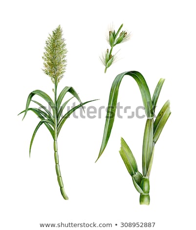 Foto stock: Sugar Cane Flower