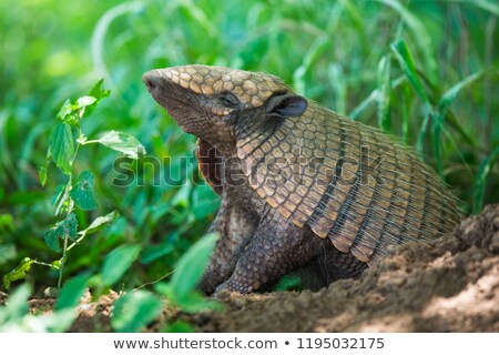 Zdjęcia stock: Banded Armadillo Isolated Wildlife Zoo Animal