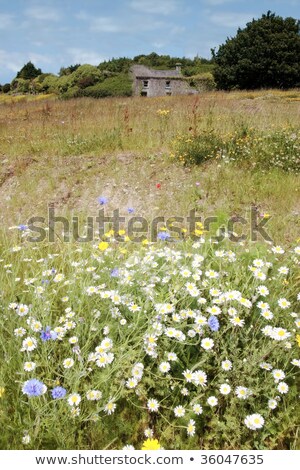 Stok fotoğraf: Glandore Plants