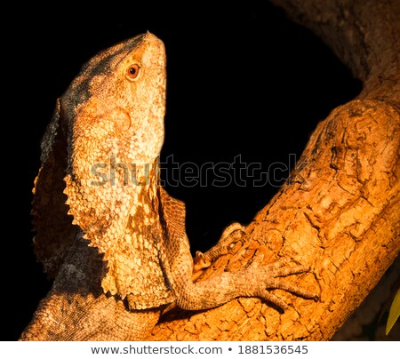 [[stock_photo]]: Curious Lizard