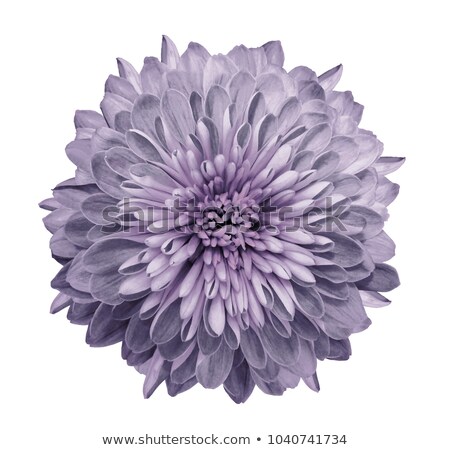 Stockfoto: Purple Dahlia Flower Bud