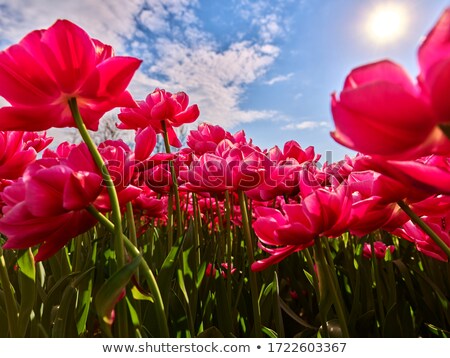 ストックフォト: Pink Dutch Tulips In Closeup