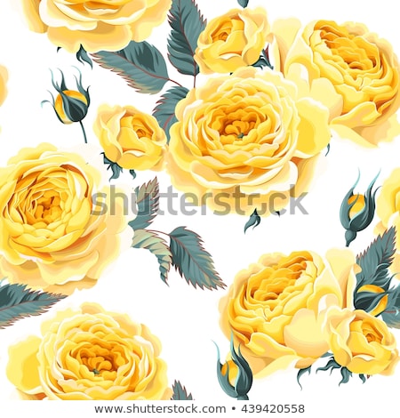 Stock photo: Beautiful Old Fashioned Yellow Rose