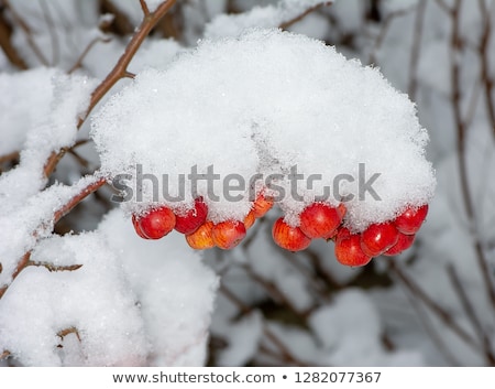 Ripe Apples Covered With Snow Zdjęcia stock © manfredxy