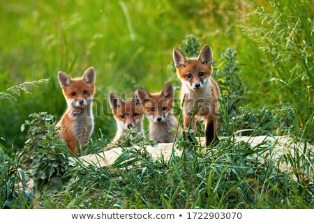 Stock photo: Young Fox In Field