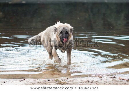 Foto stock: Young Turkish Sheepdog Playing In Water