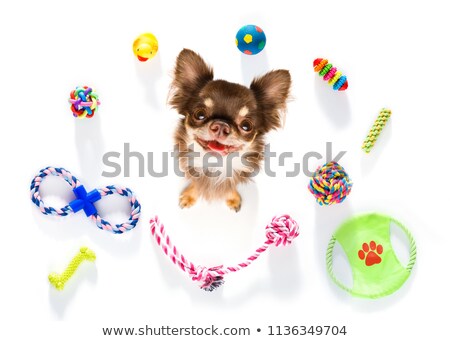 Stok fotoğraf: Close Up Curious Dog Looks Up With Toys