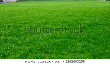 Stock photo: Close Up Image Of Green Grass Background