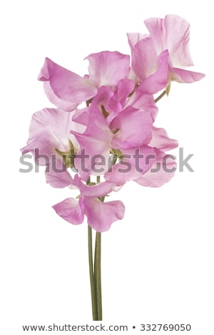 ストックフォト: Sweet Pea Lathyrus Odoratus