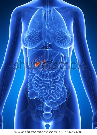 Stok fotoğraf: 3d Rendered Illustration - Gallbladder