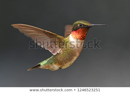 Сток-фото: Ruby Throated Hummingbird