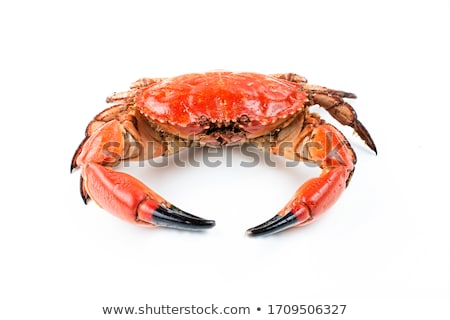 Stok fotoğraf: Crab On White Background