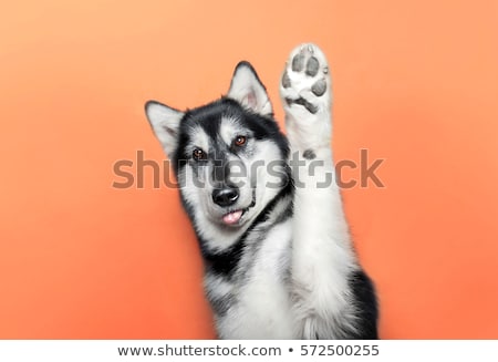Foto stock: Dog Raising Paw