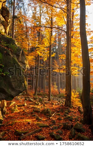 ストックフォト: Autumn Scenery On The Czech Highlands