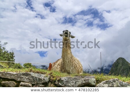 Stock photo: Old Lama Shouts While Resting On The Meadow