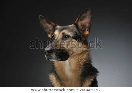 商業照片: German Shepherd Portait In The Gray Studio