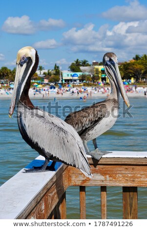 Сток-фото: Portrait Of A Pelican On The Pier