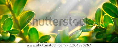 Stockfoto: Fresh Foliage Glowing In Sunlight