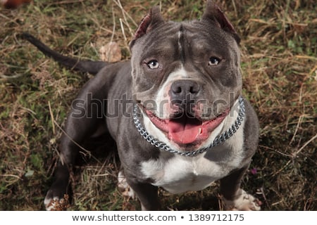 Stock fotó: American Bully Panting And Looking Into The Camera Outdoor