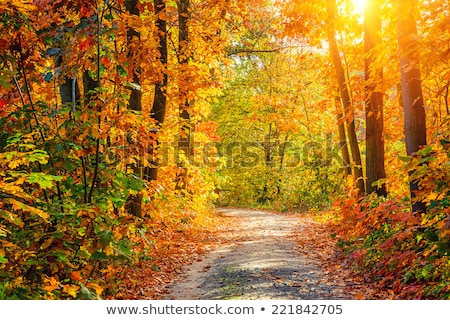 Zdjęcia stock: Vibrant Fall Foliage
