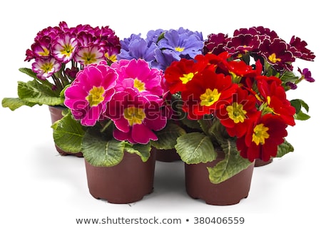 Foto stock: Isolated Pink Primrose Flower In A Flowerpot