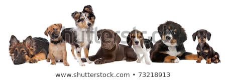 Stock photo: Dachshund And A Chocolate Labrador Pup