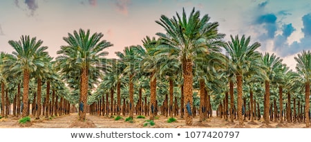 Foto stock: A Tree In The Middle Of The Field