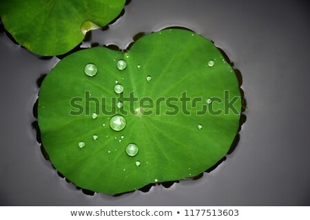 Stock photo: Big Lotus