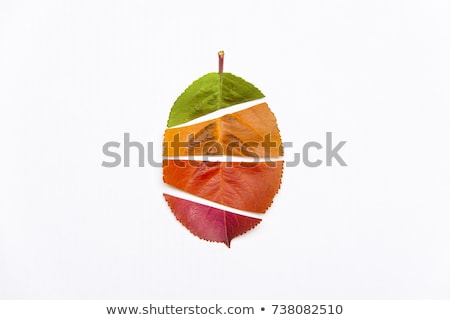 [[stock_photo]]: Four Seasons Leaf