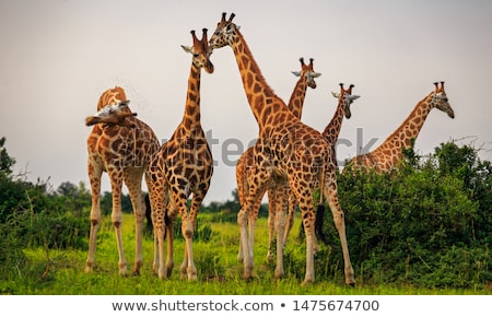 Stock photo: Giraffes Giraffa Camelopardis