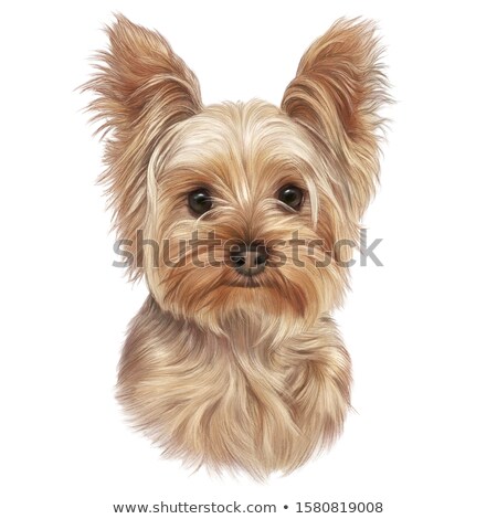 商業照片: Yorkshire Terrier Portrait In White Background