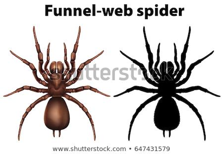 Stockfoto: Funnel Web Spider In Silhouette And Colored