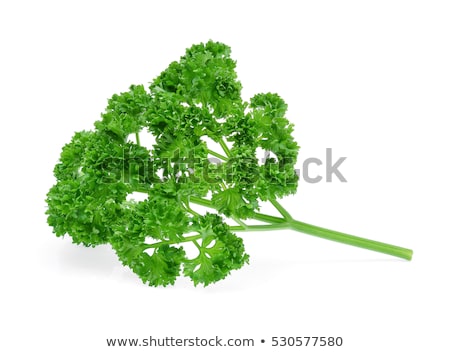 Stock photo: Curly Parsley
