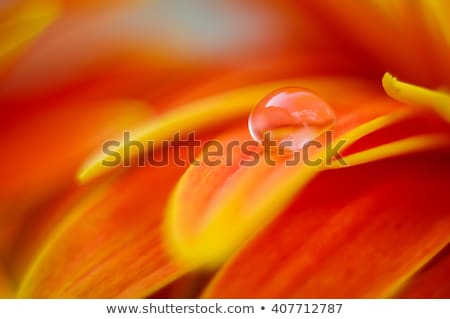 [[stock_photo]]: Leurs · de · marguerite · avec · des · gouttes · d'eau