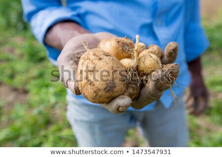 商業照片: Man Collecting Potatoes