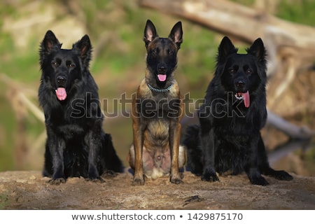 Zdjęcia stock: Family Of Belgian Shepherd