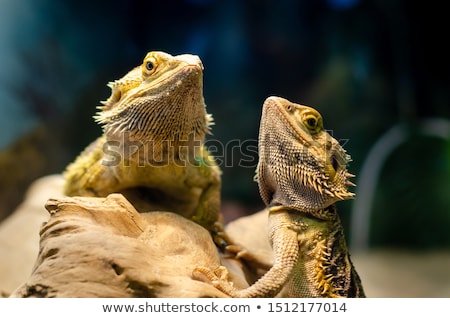 ストックフォト: Two Bearded Dragon Reptile