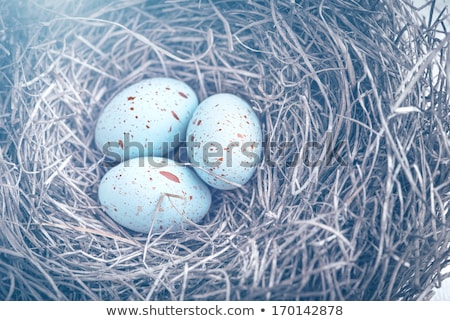 Stok fotoğraf: Three Natural Blue Easter Eggs In A Basket