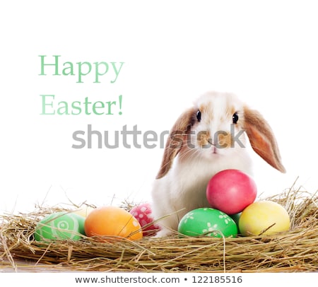 Foto stock: White Easter Bunny Sitting On Green Grass