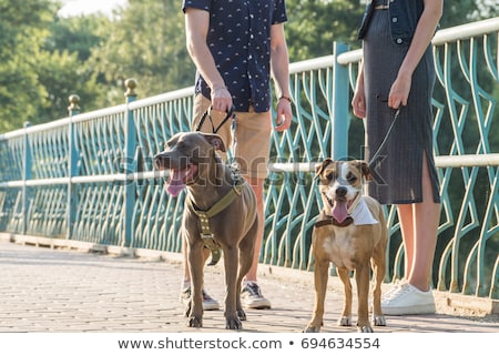 Foto d'archivio: Dog Park With People And Their Pets