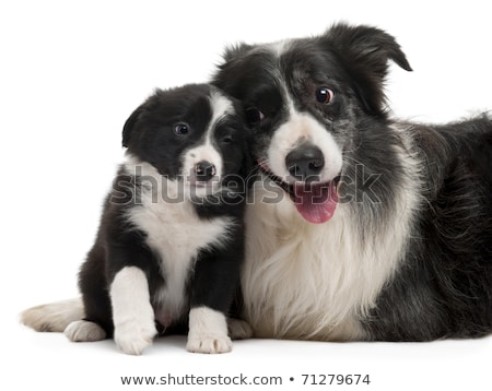 Stock foto: Studio Shot Of Two Adorable Border Collie