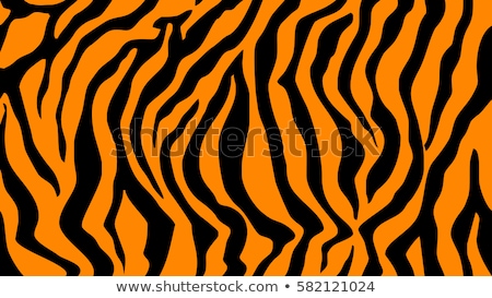 Stock fotó: Zebra Stripes Pattern Tiger Stripes Skin Print Design Wild Animal Hide Artwork Background Black A